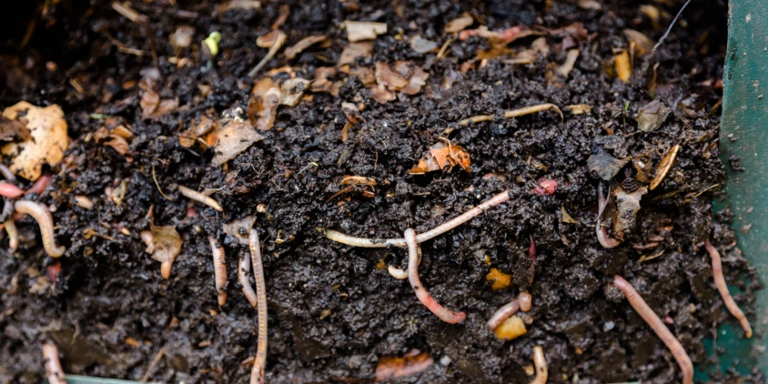 Organic Fertilizers 1
